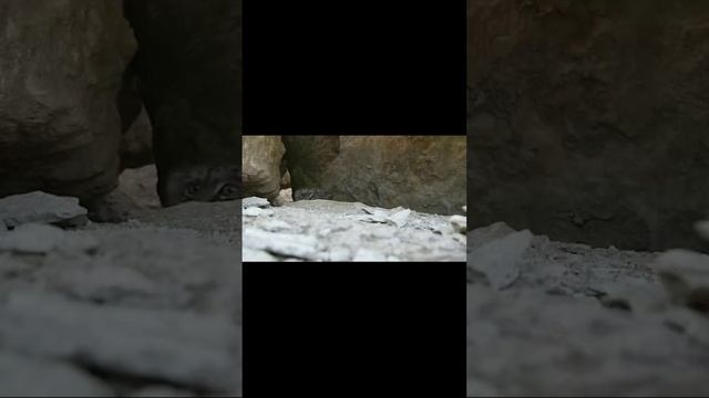 манулы вторая любовь ? #манул #животные #интересныефакты #кошки смотреть онлайн