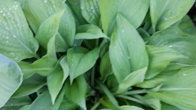 #hosta #хостысназваниями / Хосты( лат. hosta) в бордюре вдоль садовой дорожки. Весна. Семь сортов смотреть онлайн