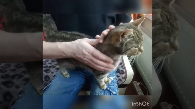 Самая ласковая кошка! смотреть онлайн