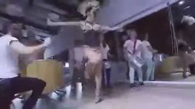 Бразильское шоу смотреть онлайн