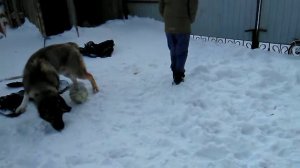 Сабака алобай малыш жесть