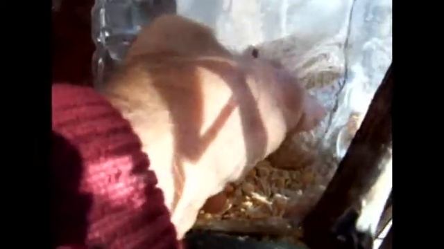 Как сделать кормушку птиц.1.Поклев.bird feeders смотреть онлайн