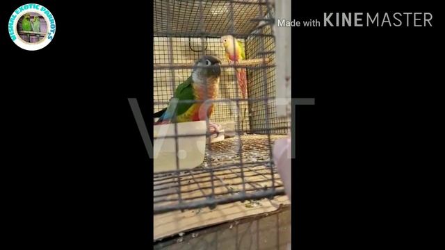 Pineapple conuer male yellow side female one pair || healthy pair DNA olso in delhi смотреть онлайн