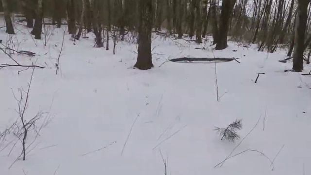 ПОХОД С СОБАКОЙ В ЗИМНИЙ ЛЕС|МЕСТО В СОСНОВОМ ЛЕСУ смотреть онлайн