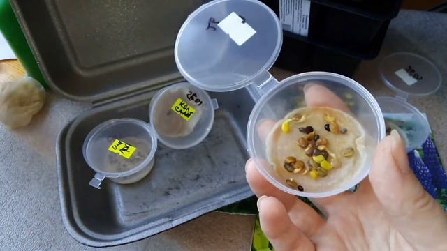 Люпин многолетний/прорастила и посадила семена/жду всходов..... смотреть онлайн