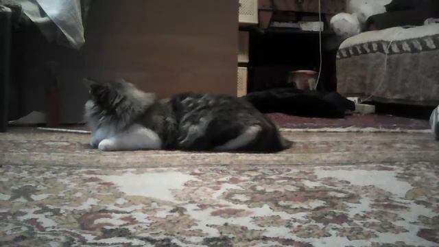 Шиншилла и кот смотреть онлайн