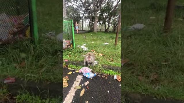 Маврикий. Mauritius. 毛里求斯。 смотреть онлайн