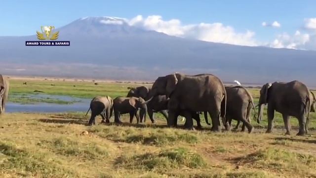 AFRICAN Bush Elephants at the foot of Mount Kilimanjaro - Kenya | Award Safaris смотреть онлайн