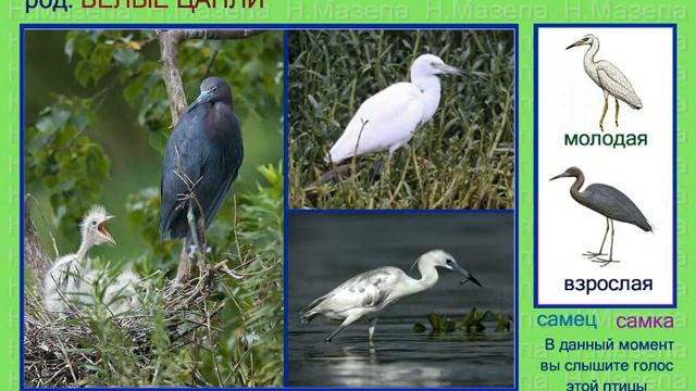 Цапля. Белые цапли. Голоса птиц смотреть онлайн