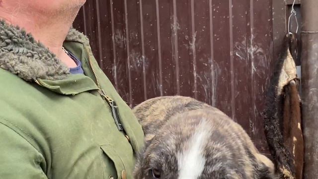 N6.Сука тигрово-белая.Родилась14.12.20. БУЛЬДОЗЕРА линия через Ярса.САО/алабай.РКФ/FCI. +7915778778 смотреть онлайн