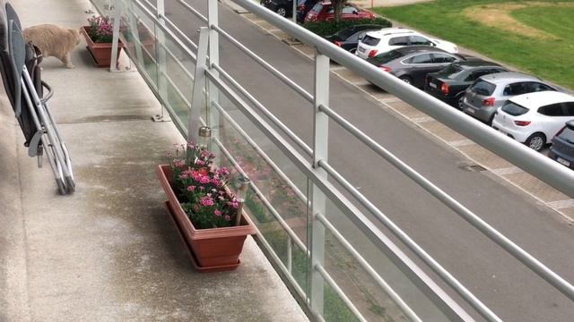 ВЛОГ🐈Релакс вечерний🐈Цветочки🌸Спокойной ночи🌃 смотреть онлайн