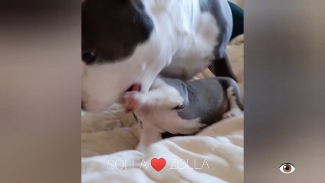 AMSTAFF SOLLA // ZOLLA борьба собак , это такая любоффф амстафф, опасные игры)))) "бойцовских пород смотреть онлайн