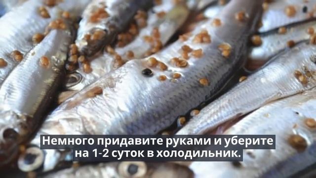 Мойва пряного посола.ЗАСОЛКА МОЙВЫ СВОИМИ РУКАМИ. смотреть онлайн