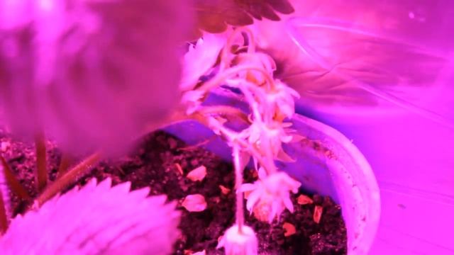 Выращивание клубники под фитолампой смотреть онлайн