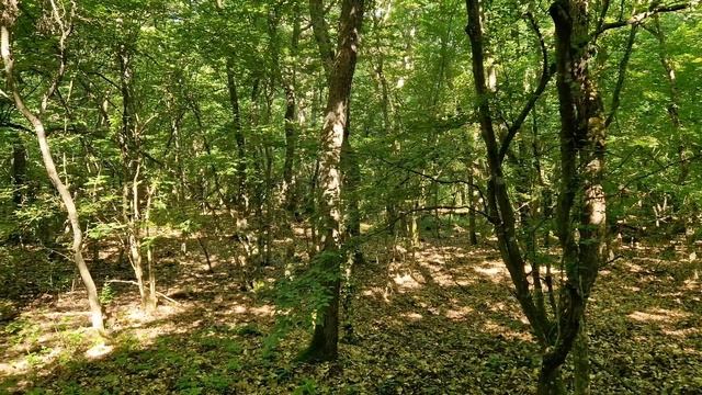Лето, жара, насекомые И НАХОДКИ тоже БЫЛИ! Средневековье. смотреть онлайн