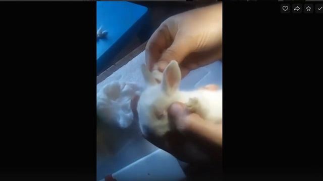 Раскрываем глаза крольчатам смотреть онлайн