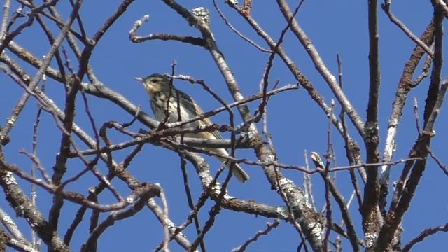 Наблюдение за птицами Лесной конек (Anthus trivialis) смотреть онлайн