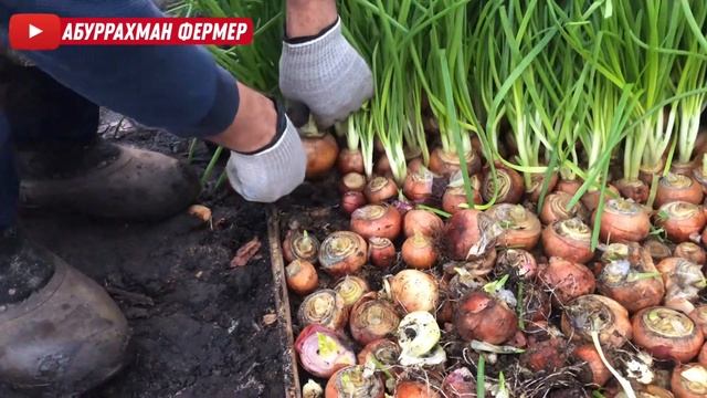 ВАЖНАЯ ИНФОРМАЦИЯ ДЛЯ ВЫРАЩИВАНИЕ ЗЕЛЕНОГО ЛУКА!!! смотреть онлайн