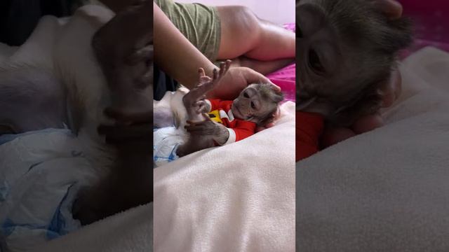 Baby Monkey Dino want to eats milk candy with Monkey BiBi before go to sleep смотреть онлайн