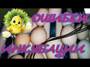 Ошибки в инкубации яиц // подсказки птицевода