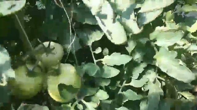 Самый урожайный Томат для теплиц, Пинк Парадайз. смотреть онлайн