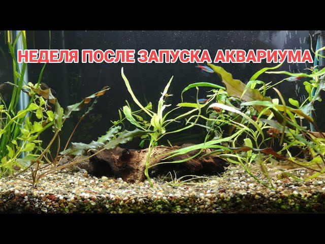НЕДЕЛЯ ПОСЛЕ ЗАПУСКА АКВАРИУМА