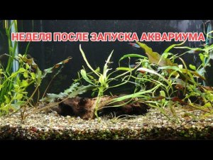 НЕДЕЛЯ ПОСЛЕ ЗАПУСКА АКВАРИУМА