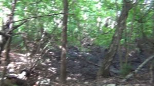 Как ориентироваться в лесу, без компаса?! ДЕДОВСКИЙ МЕТОД!!!