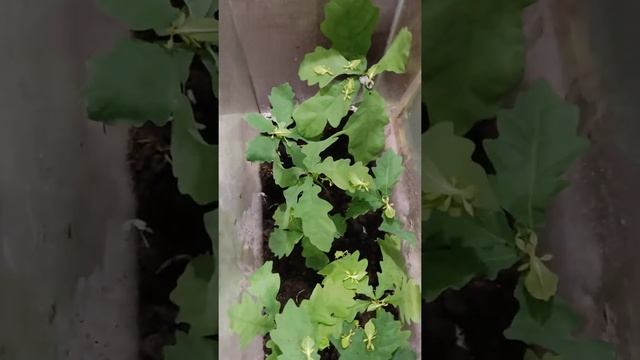 Палочники Листовидки смотреть онлайн