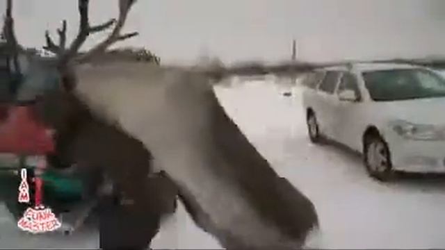 Олень украл человека смотреть онлайн