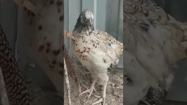 Курфазан, гибрид фазана и курицы смотреть онлайн