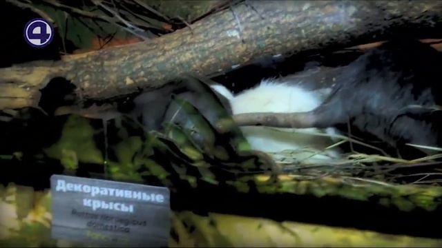 Живые символы 2020 смотреть онлайн