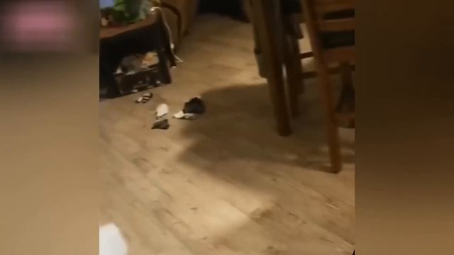 Приколы с котами! С озвучкой! СМЕШНОЕ ВИДЕО ПРО КОТОВ! ВЕСЁЛЫЕ СМЕШНЫЕ ЖИВОТНЫЕ! смотреть онлайн