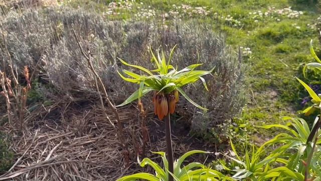 ЖИВУ в ГЛУХОЙ ДЕРЕВНЕ.БЕЛАРУСЬ. МОЙ САД ВЕСНОЙ. ПЕЧЬ с ОБРАТНОЙ ТЯГОЙ для КАЗАНА,ГОТОВИМ РЫБУ #сад смотреть онлайн