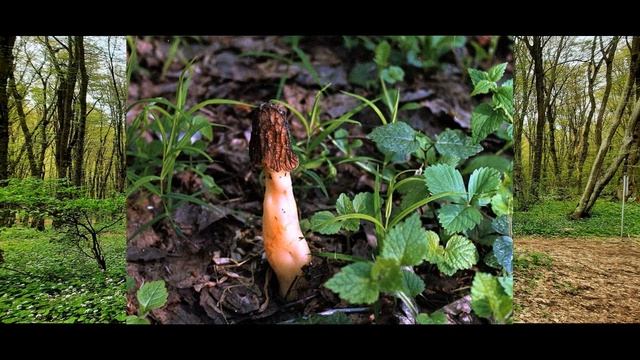 Сморчки (стихотворение В. Гаазова) смотреть онлайн