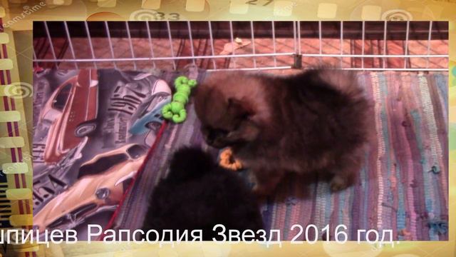 2016 год. Осенний выпуск, щенки шпицев из питомника Рапсодия Звезд. смотреть онлайн