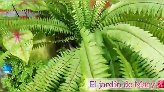 TOUR POR EL JARDÍN DE UN AMIGO смотреть онлайн