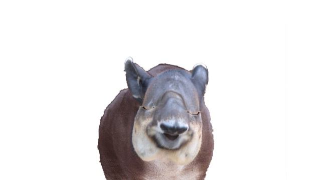 The Animal Sounds: Tapir Sounds Like / Sound Effect / Animation