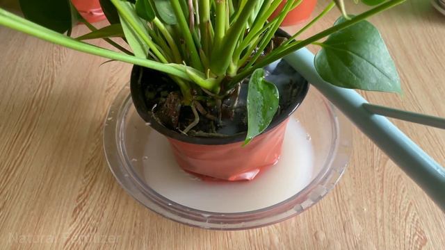 Don't throw it away, It is pure gold for the flowering and growth of Anthurium | Natural Fertilizer смотреть онлайн