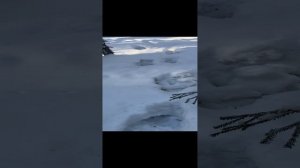 Следы известных мне зверей