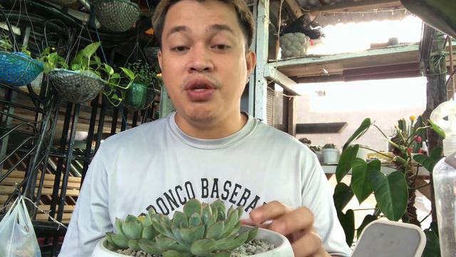 How to take care Echeveria "Rondo" Pulidonis Succullents? + Update смотреть онлайн