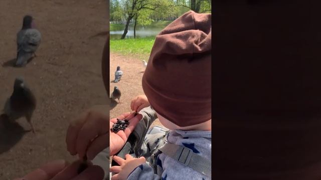 Сын Радомир - учимся кормить птиц смотреть онлайн