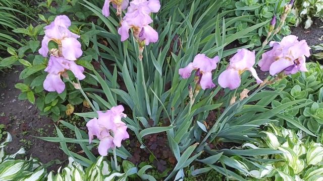 День рождения Самвела. Надя обиделась. Обзор Grandeniko Vlog