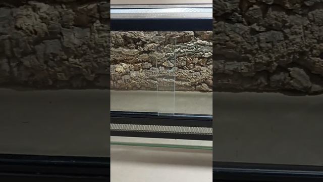 Распашные и раздвижные дверцы в террариуме смотреть онлайн
