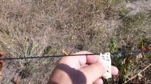 Виноград Регент (-27°С) - второе плодоношение / Обзор (кислотности) pH и (сахаристости)Brx!