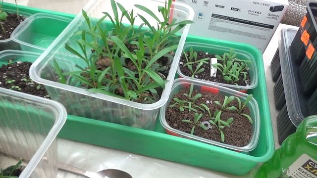 Монофосфат калия и флумб под корень рассаде. смотреть онлайн