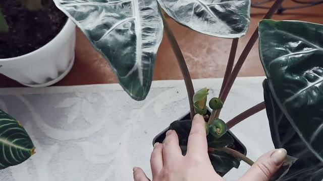 И снова Алоказии ?