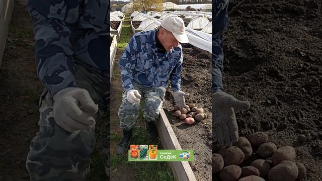 Обзор семенного картофеля смотреть онлайн