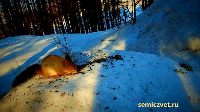? Белка завтракает в зимнем лесу смотреть онлайн