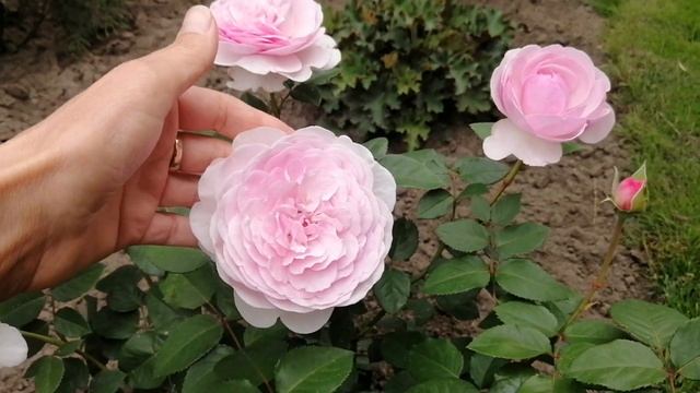 Роза OLIVIA ROSE AUSTIN. DAVID AUSTIN. смотреть онлайн